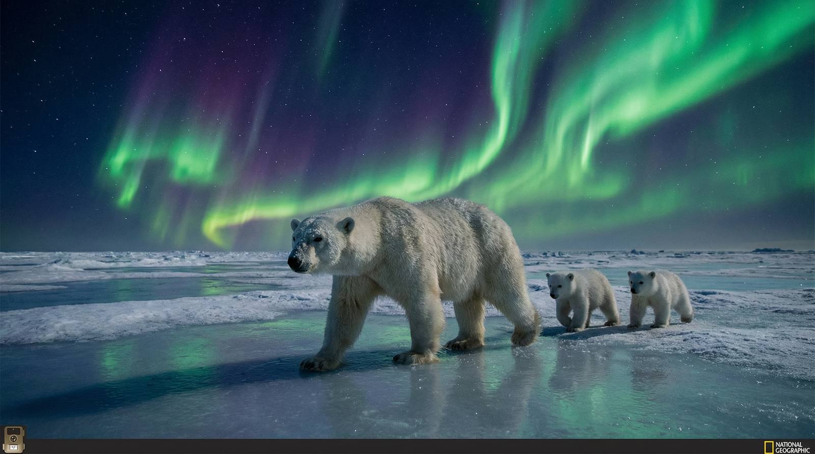 17c一起草北极熊极光视频